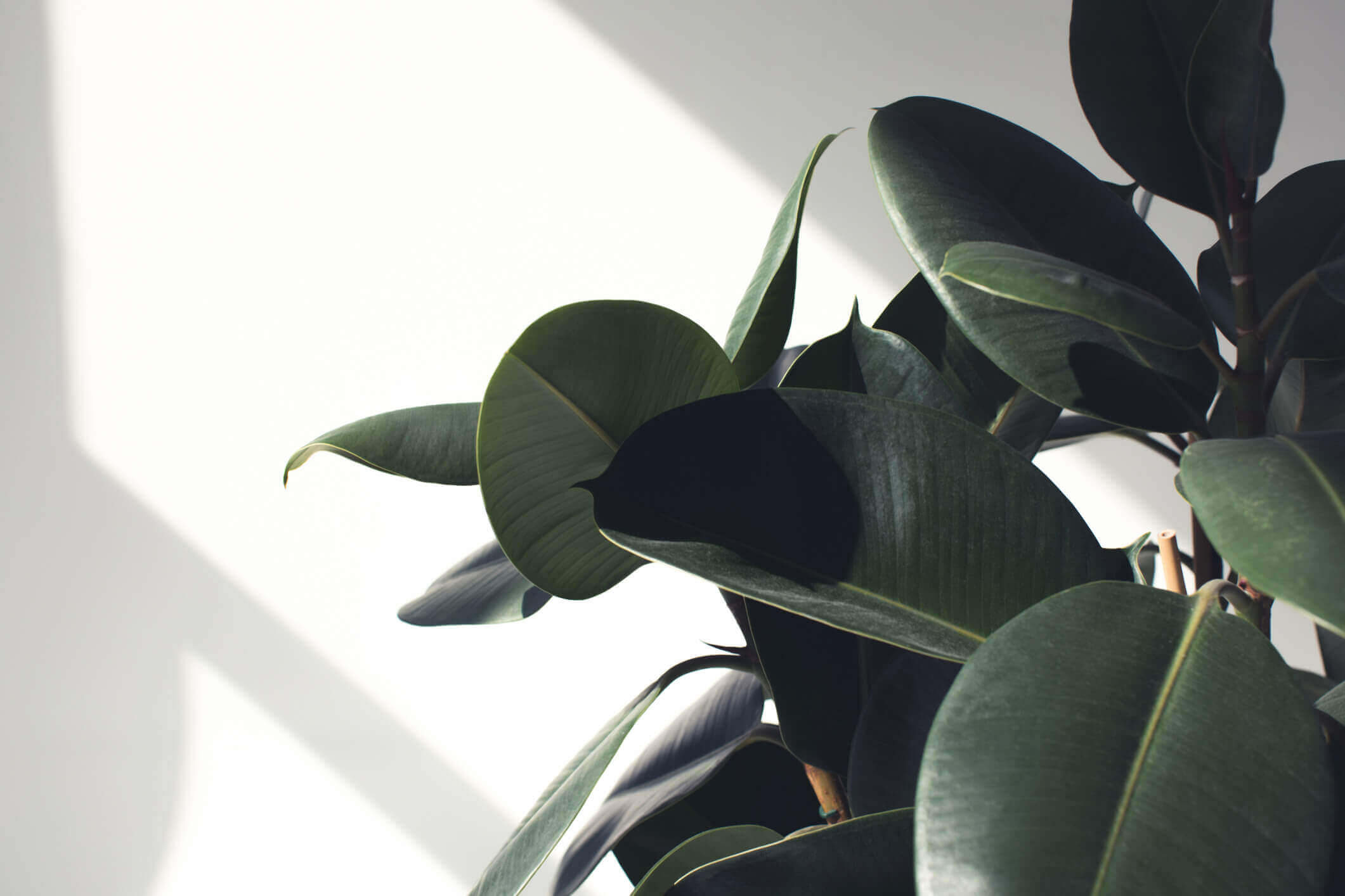 close up of plant leaves